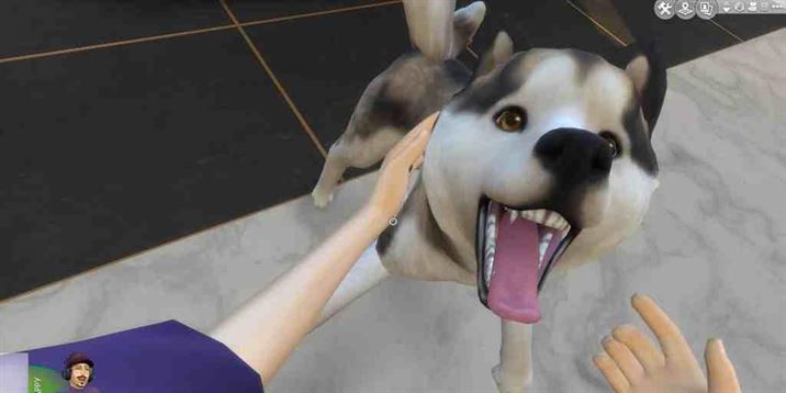 Сим гладит собаку в игровом процессе от первого лица в The Sims 4.
