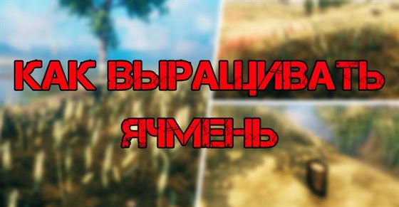 Ячмень Valheim